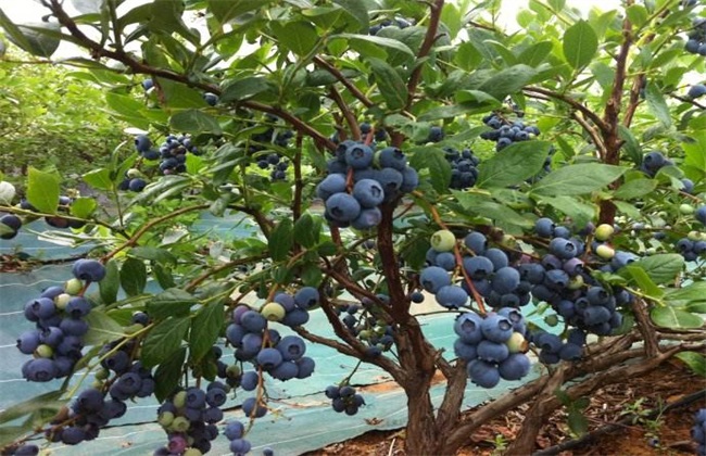 蓝莓种植的注意些什么(蓝莓种植要点)