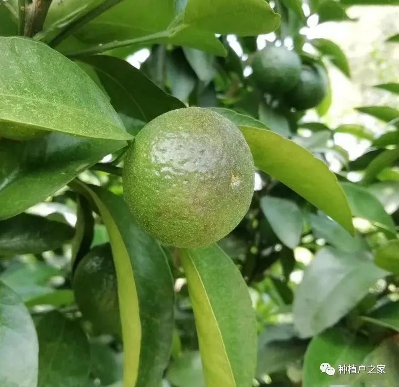 柑枯5月份病虫防治 警惕锈壁虱上幼果(椪柑锈壁虱防治技术)