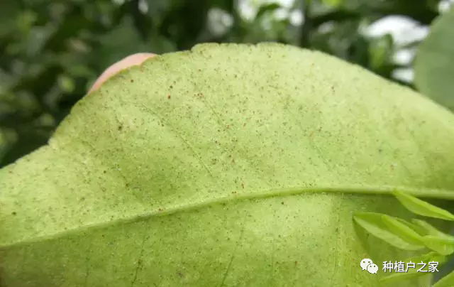 柑枯5月份病虫防治 警惕锈壁虱上幼果(椪柑锈壁虱防治技术)