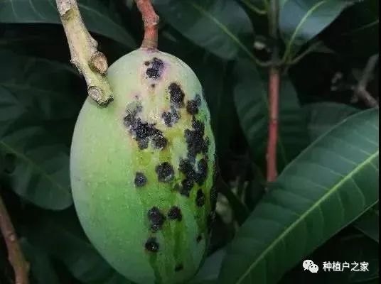 芒果种植5月怎么管理(芒果种植技术与管理教程)