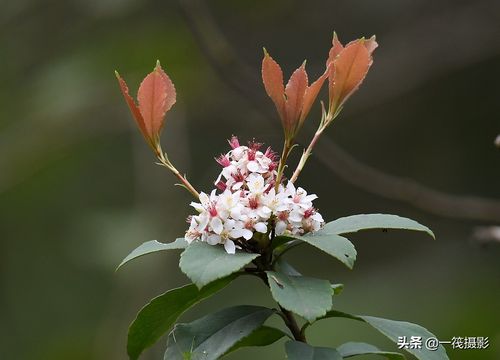 春花石斑木树欣赏