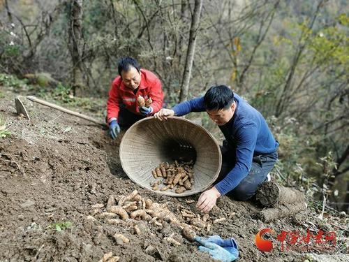 三下窝天麻种植技术