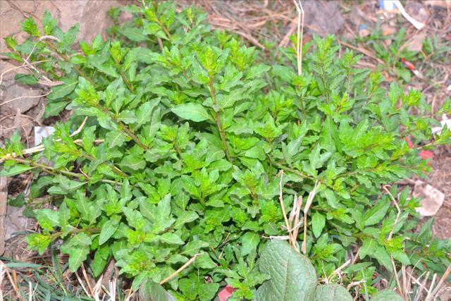 枸杞菜高产种植