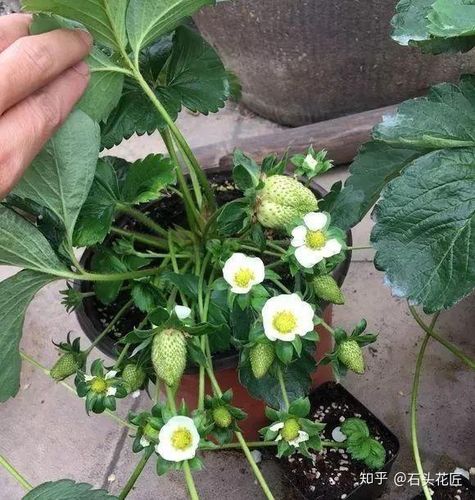 草莓室内盆栽种植怎么授粉