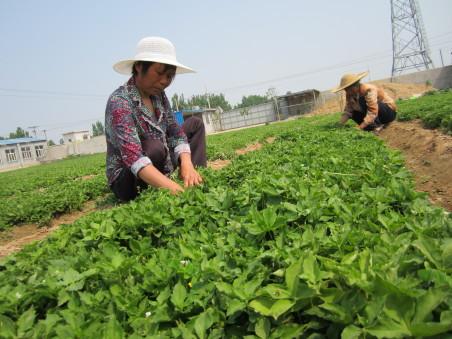 临沭太子参种植基地位置