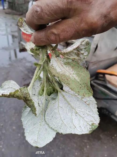 油葵苗期病害(油葵花期的病害)