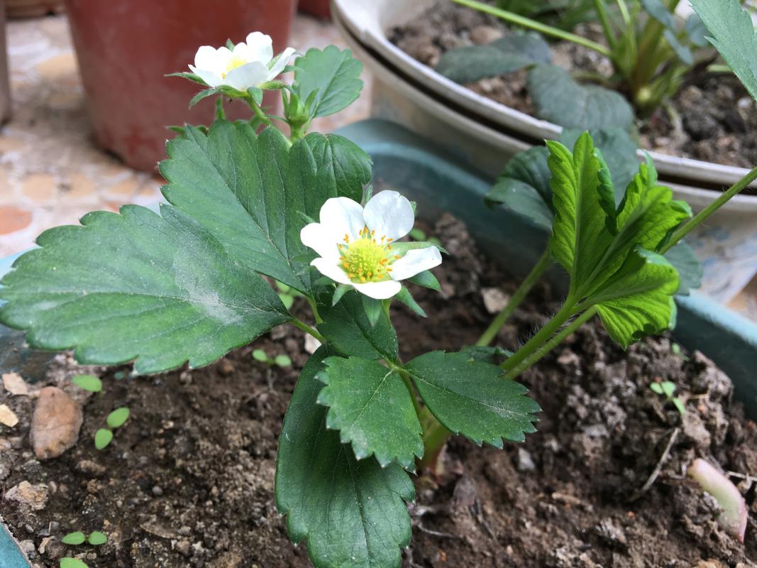 草莓烂果种植技术