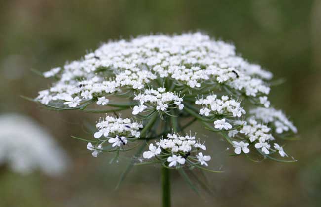 蛇床子种植技术及亩收益(蛇床子种植一亩多少钱)