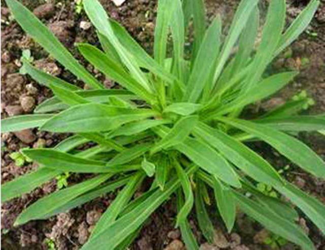 面条菜的种植方法和时间时间(面条菜种植温度)