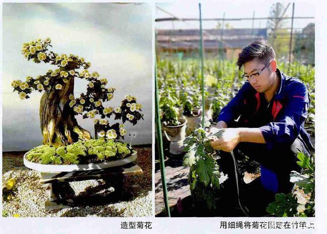 菊花栽培技术(菊花盛开图高清图片)