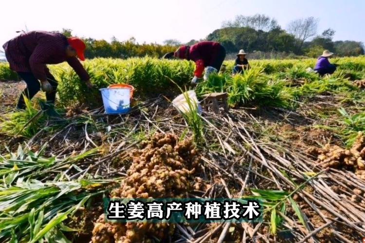 沙姜种植技术视频