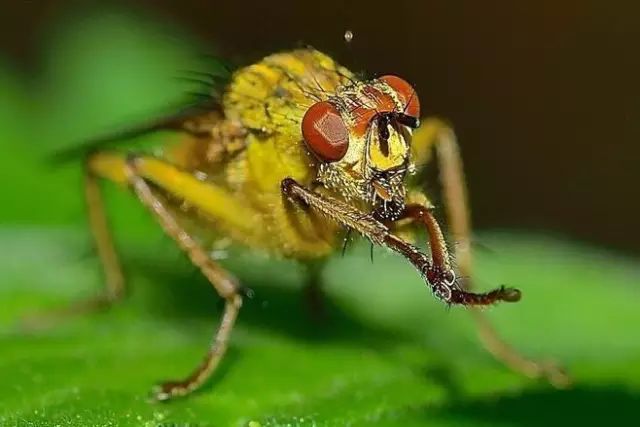 解读果树绿色防控技术，生态防控 物理防治 生物防治