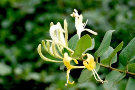 农村好项目种植花草(农村种什么花比较好)