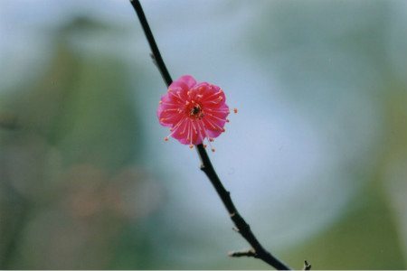 梅花高压繁殖技术(植物高压繁殖技术)