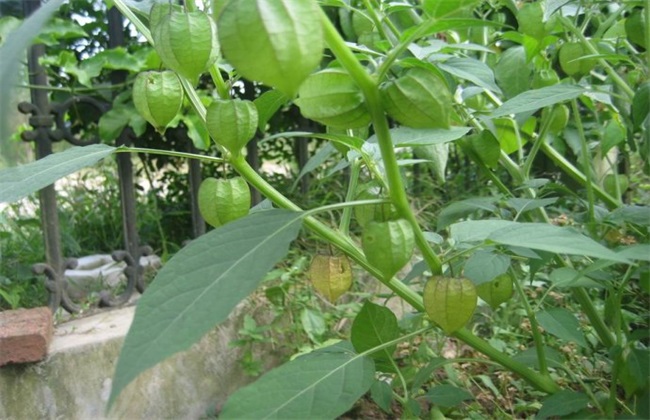 姑娘果种植前景分析(姑娘果的种植前景)