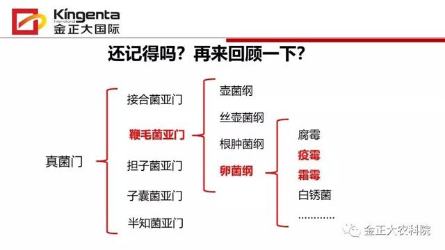 作物病虫害诊断及农药应用基础