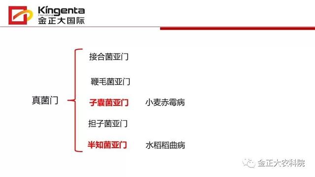 作物病虫害诊断及农药应用基础