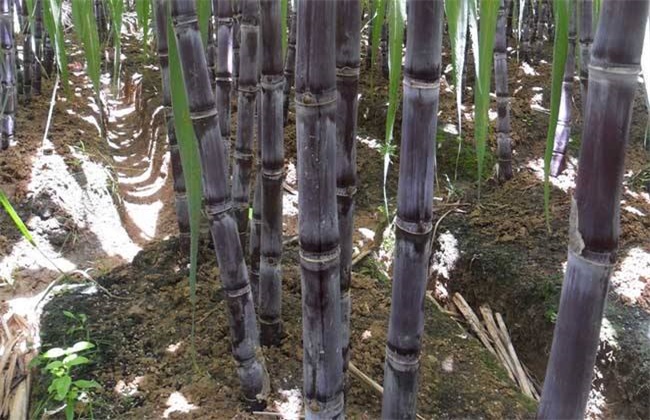 甘蔗种植技术(甘蔗是怎么种植的)