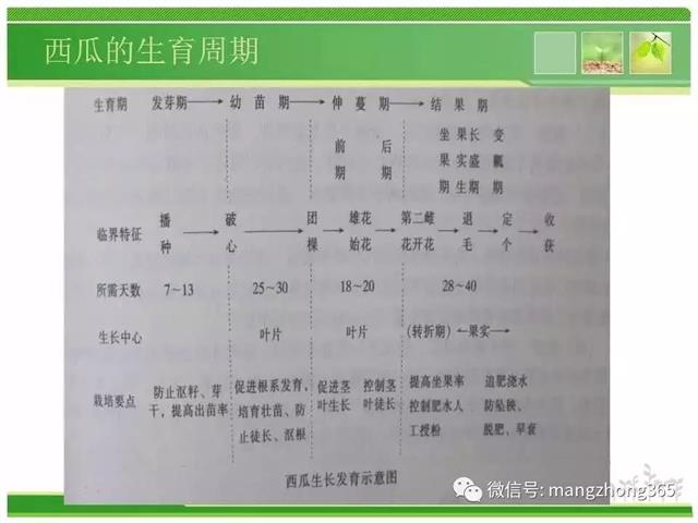 超详细西瓜标准化栽培技术(现在最新西瓜种植技术)