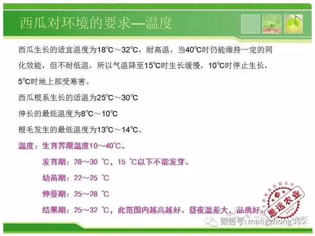 超详细西瓜标准化栽培技术(现在最新西瓜种植技术)