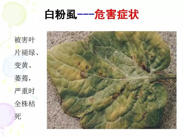 番茄病虫害图解及防治方法(番茄病虫害图片与防治方法)