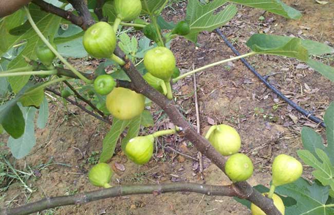 无花果苗价钱及种植办法(无花果苗多少钱一棵)