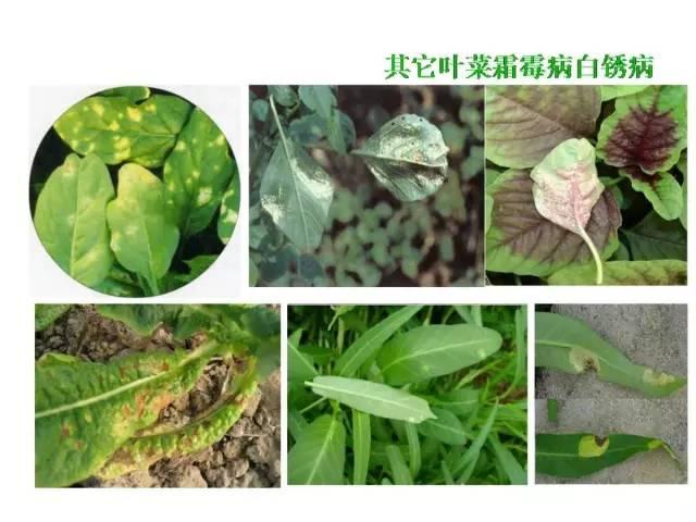 蔬菜病虫害高清图谱(蔬菜病虫害图片)