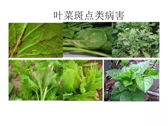 蔬菜病虫害高清图谱(蔬菜病虫害图片)