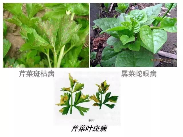 蔬菜病虫害高清图谱(蔬菜病虫害图片)