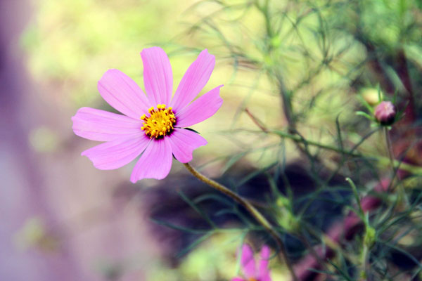 格桑花如何种(格桑花图片高清大图)