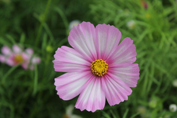 格桑花如何种(格桑花图片高清大图)