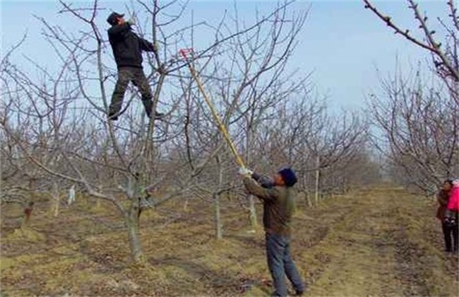 苹果树冬季修剪技术(小苹果树冬季修剪技术)