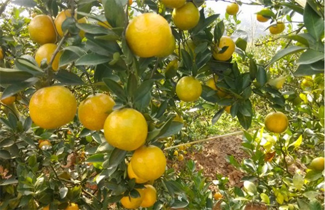 贡柑的种植办法(贡柑种植成本)