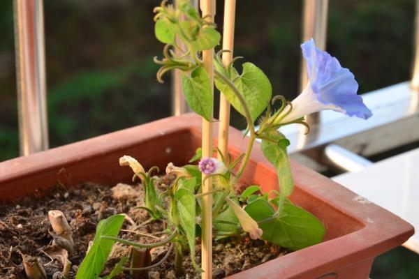 牵牛花苗的养护方法