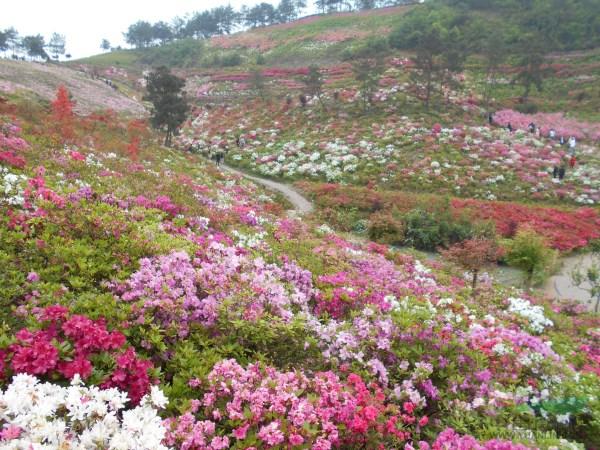 杜鹃花种植方法与技巧