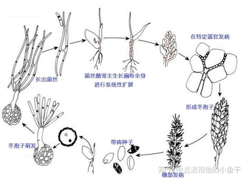 小麦腥黑穗病病原