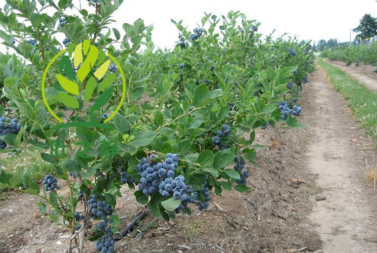 北方果树种植管理(北方果树怎么安全过冬)