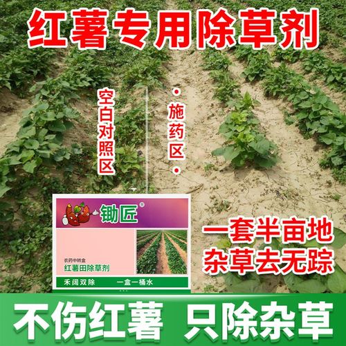 红薯田里的杂草用什么除草剂