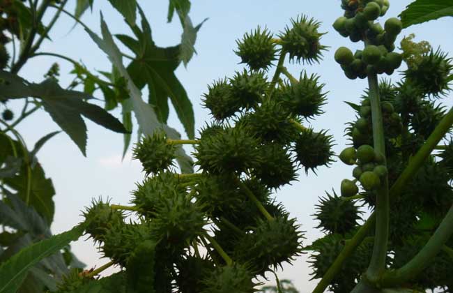 蓖麻种植区