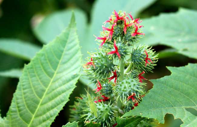 蓖麻种植区