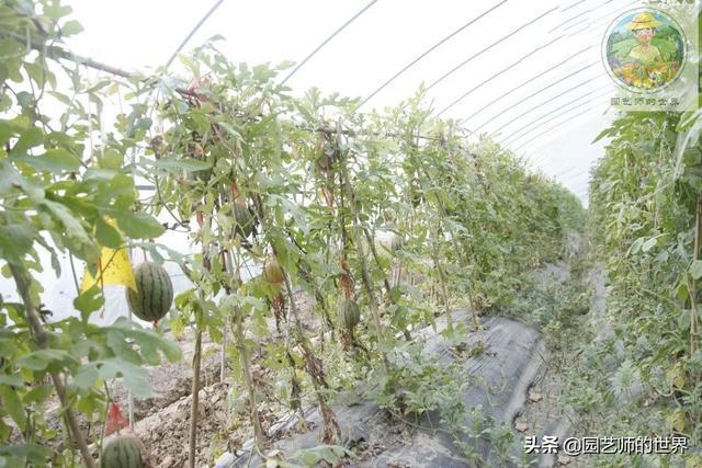 夏季甜瓜种植技术(夏天甜瓜种植的方法和技术)