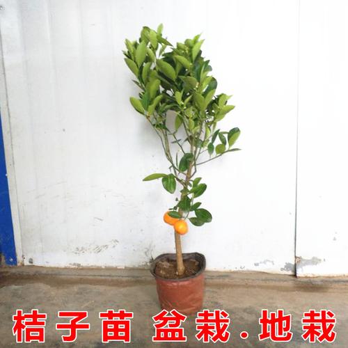 盆栽柑橘的种植技术(盆栽百香果种植技术与管理)