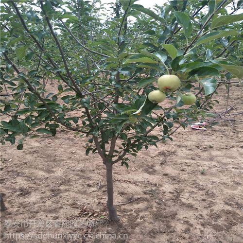 南方苹果树种植技术(苹果树种植技术教程)