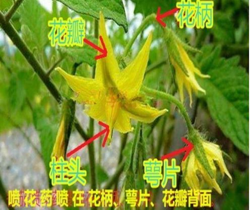 番茄畸形花形成原因及预防措施