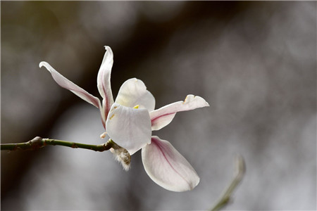 春天玉兰花开花吗(玉兰花常年开花吗)