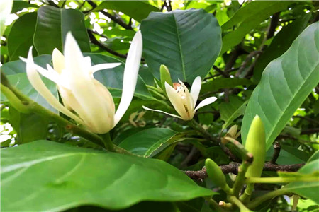 春天玉兰花开花吗(玉兰花常年开花吗)