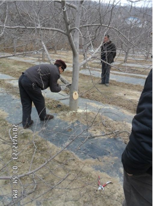 苹果病虫害防治月历(苹果的主要病虫害及其防治)