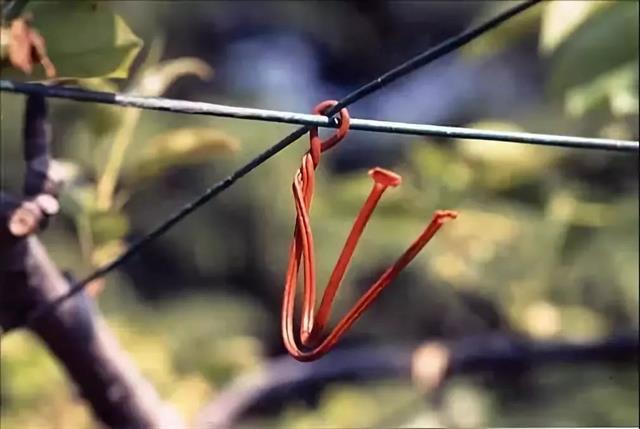 解读果树绿色防控技术，生态防控 物理防治 生物防治