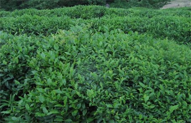 苦丁茶的种植技术(苦丁茶的种植技术和管理)