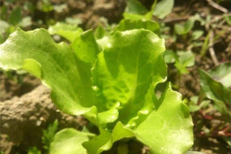 生菜种植时间和方法(生菜种植时间和方法详细介绍)